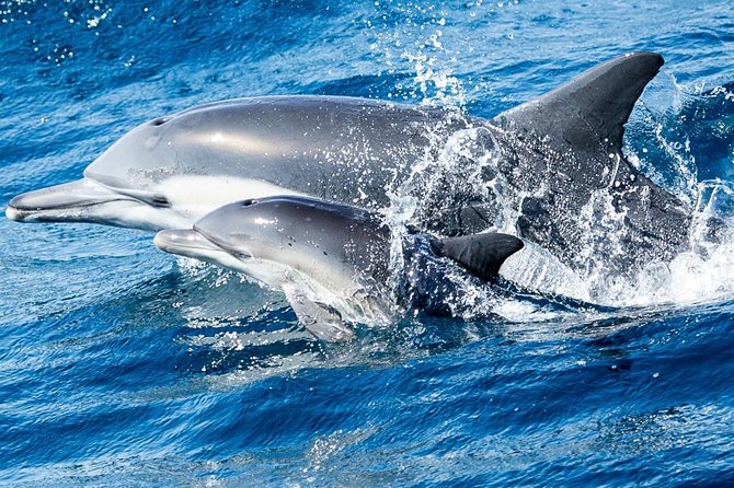 Newport Beach: Whale and Dolphin-Watching Cruise - Balboa Island and Corona del Mar set the scene