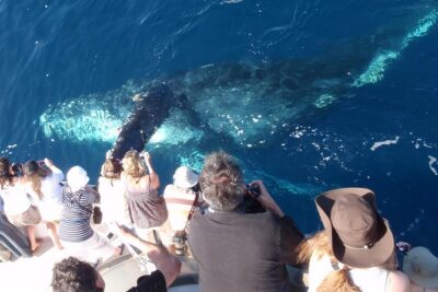 Whale and Dolphin-Watching Cruise