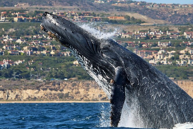 Newport Beach: Whale and Dolphin-Watching Cruise - The two-hour wildlife search