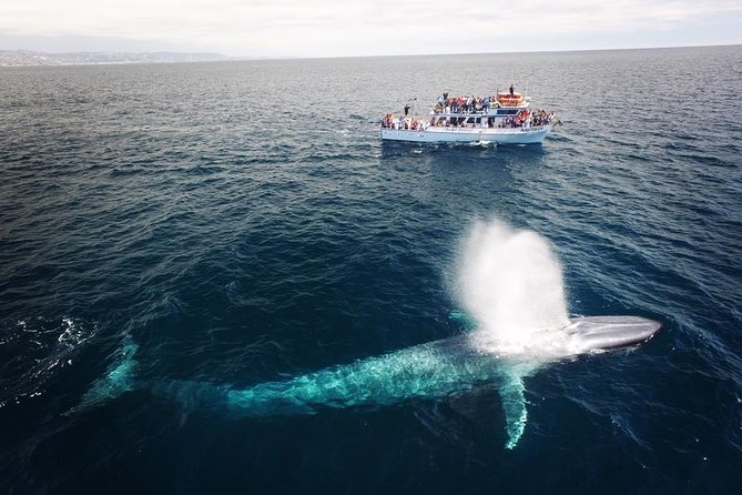 Newport Beach: Whale and Dolphin-Watching Cruise - Coastal views on the way to Laguna Beach