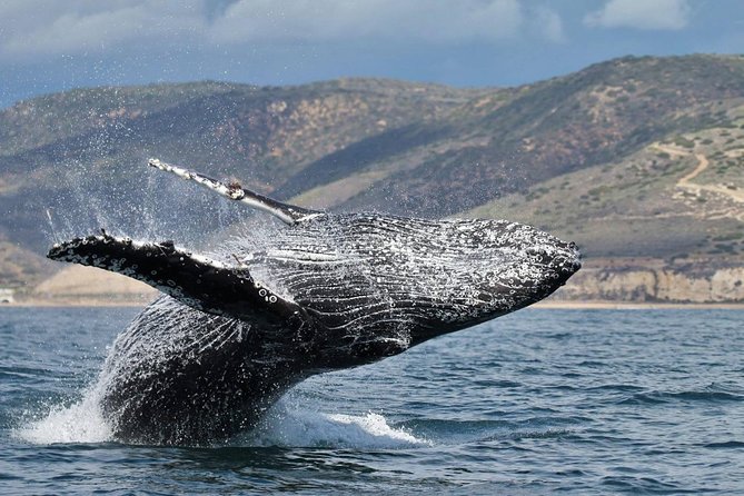 Newport Beach: Whale and Dolphin-Watching Cruise - The best time to book