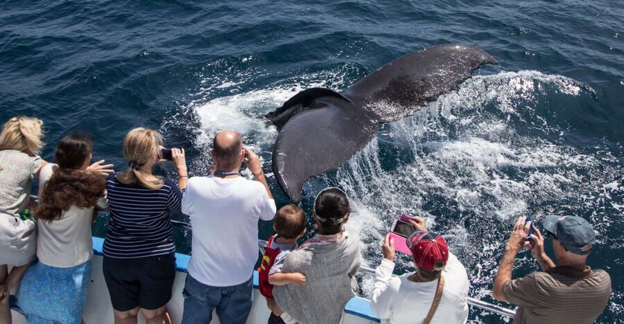 Newport Beach: Year-Round Whale Watching Cruise - Key points to know before you book
