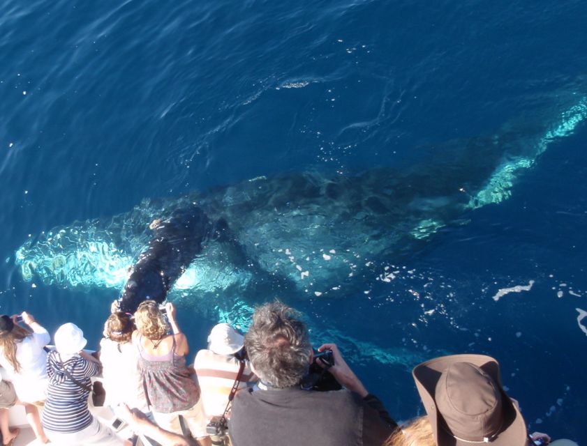 Newport Beach: Year-Round Whale Watching Cruise - Why Newport Harbor is a good place to look for whales