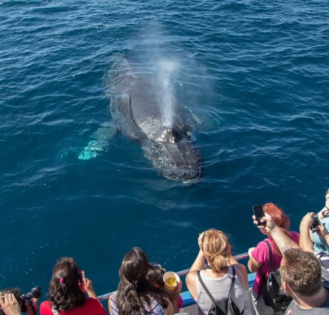 Newport Beach: Year-Round Whale Watching Cruise - Crystal Cove and the Laguna Beach coast