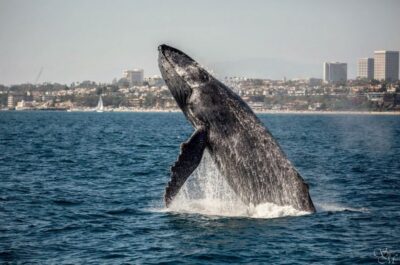 Year-Round Whale Watching Cruise
