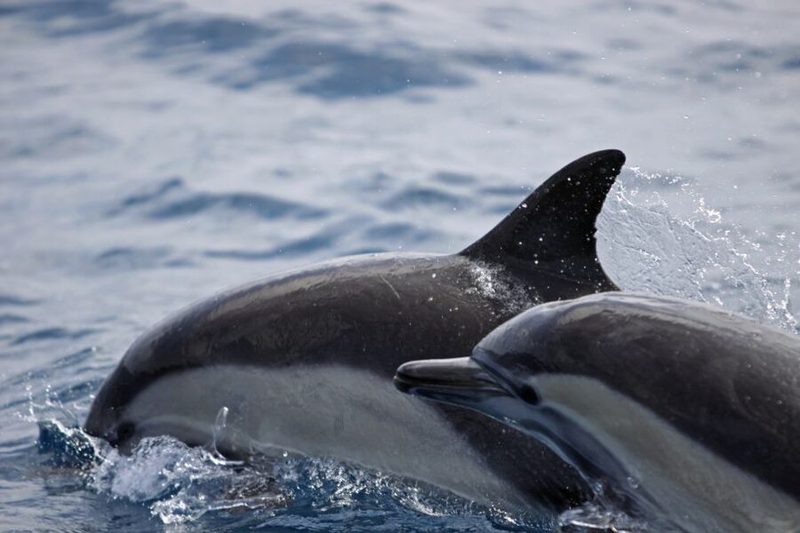 Newport Beach: Year-Round Whale Watching Cruise - Newport Beach Pier and the open-water search