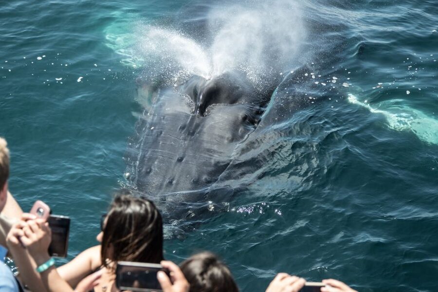 Newport Beach: Year-Round Whale Watching Cruise - What the two-deck boat is like