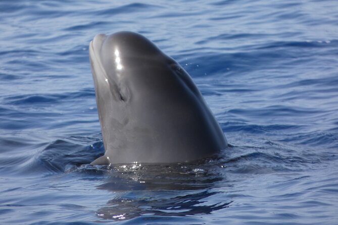 No chase Whale & Dolphin tour putting Marine Life first - we care - The first stretch: coast, sea, and Mount Teide