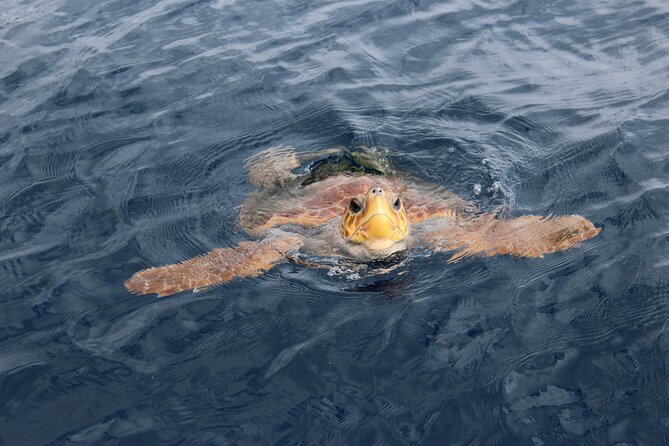 No chase Whale & Dolphin tour putting Marine Life first - we care - Dolphins, turtles, birds, and passing species