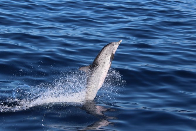 No chase Whale & Dolphin tour putting Marine Life first - we care - Comfort, crowds, and the two-hour timing