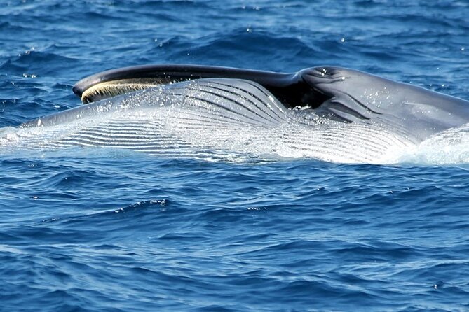 No chase Whale & Dolphin tour putting Marine Life first - we care - Price, value, and what you are really paying for