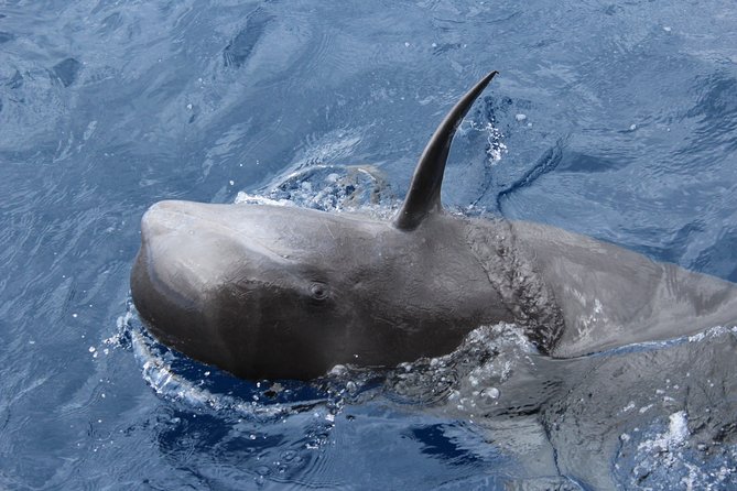 No chase Whale & Dolphin tour putting Marine Life first - we care - The important small print