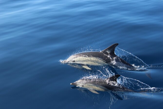 No chase Whale & Dolphin tour putting Marine Life first - we care - Meeting Tenerife’s resident pilot whales