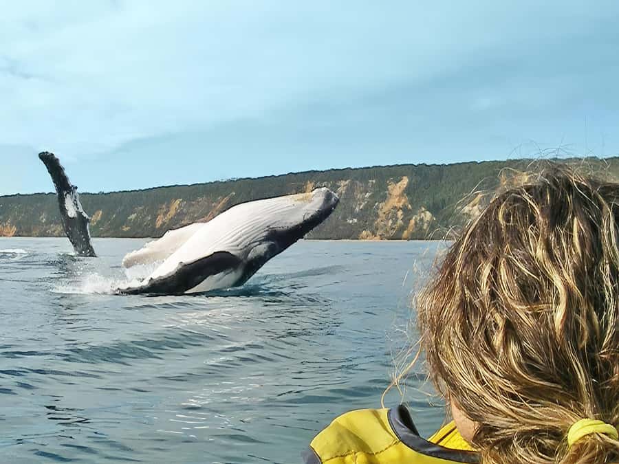 Noosa: Epic Whale Watching Ocean Kayak Tour & Beach 4X4 - Key points before you book