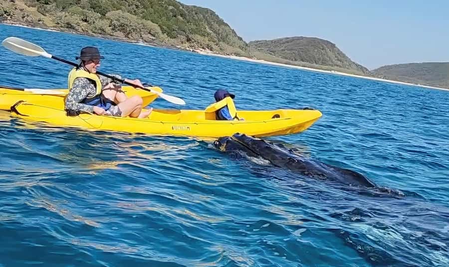 Noosa: Epic Whale Watching Ocean Kayak Tour & Beach 4X4 - Why Double Island Point makes this tour different
