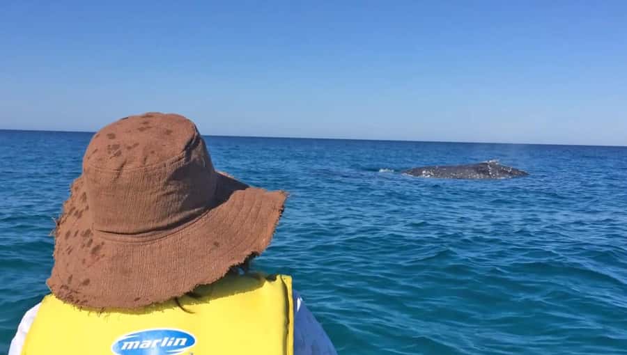 Noosa: Epic Whale Watching Ocean Kayak Tour & Beach 4X4 - The 4X4 beach drive through Great Sandy National Park