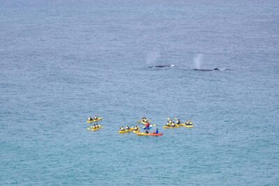 Epic Whale Watching Ocean Kayak Tour & Beach 4X4
