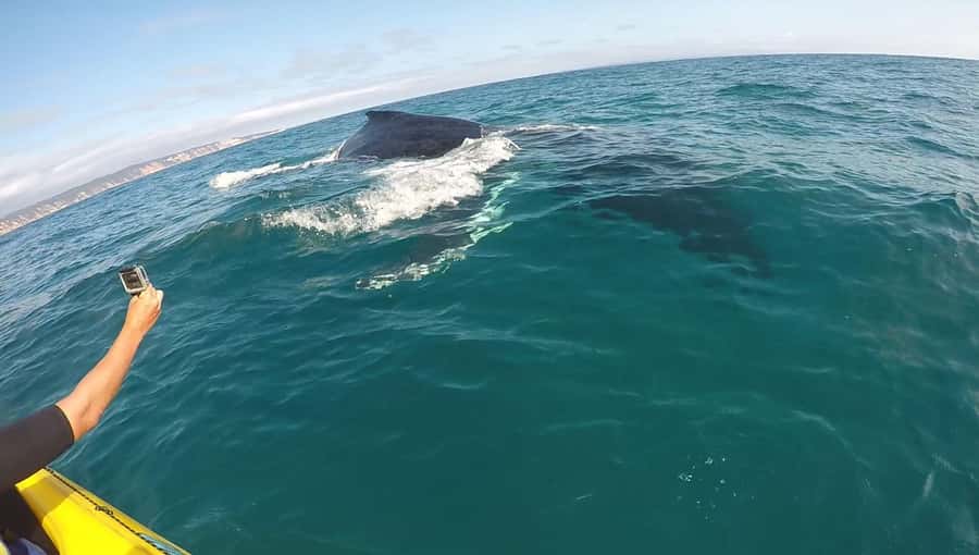 Noosa: Epic Whale Watching Ocean Kayak Tour & Beach 4X4 - Two hours on the ocean kayak