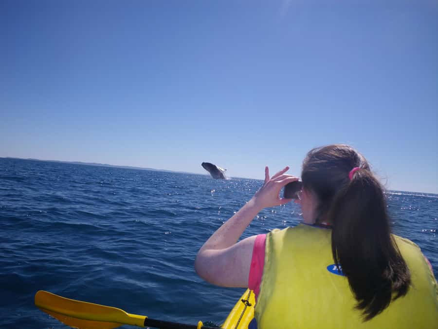 Noosa: Epic Whale Watching Ocean Kayak Tour & Beach 4X4 - What the wildlife policy means for your experience