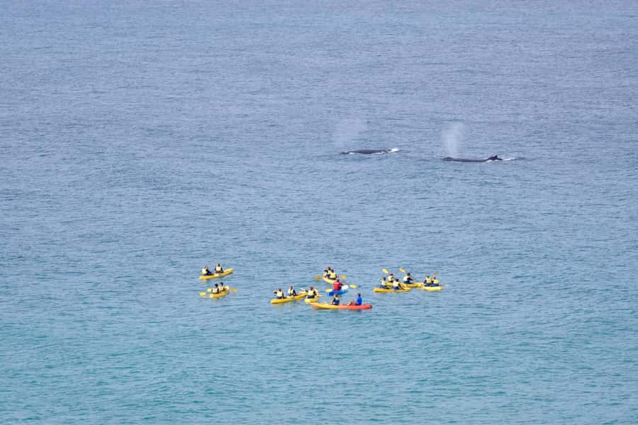 Noosa: Epic Whale Watching Ocean Kayak Tour & Beach 4X4 - The meeting point and the six-hour rhythm
