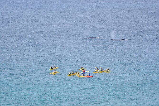 Noosa: Epic Whale Watching On Ocean Kayaks & Beach 4X4 Tour - Why this Noosa whale tour feels different