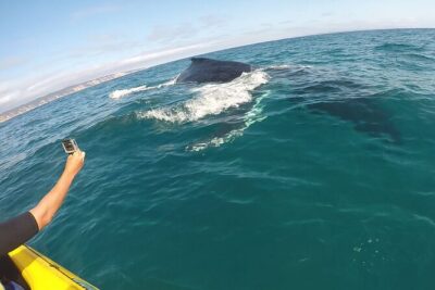 Epic Whale Watching On Ocean Kayaks & Beach 4X4 Tour