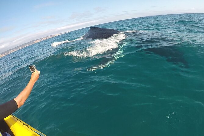 Noosa: Epic Whale Watching On Ocean Kayaks & Beach 4X4 Tour - Crossing by ferry and reaching Double Island Point