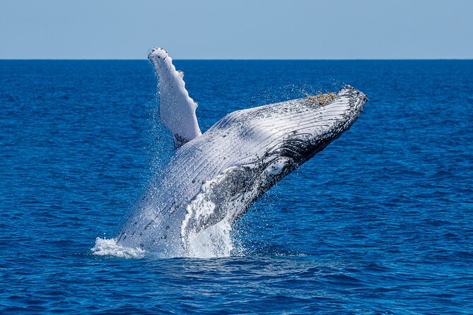 Noosa Ocean Adventures: Whale Watch - Why this Noosa whale watch feels different