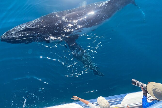 Noosa Ocean Adventures: Whale Watch - Searching for humpback whales off Noosa Headland