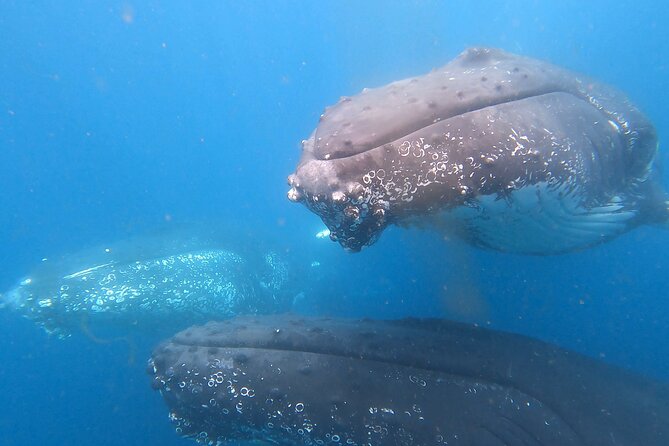 Noosa Ocean Adventures: Whale Watch - Wildlife beyond the whales