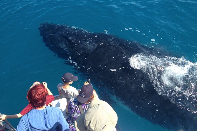 Noosa Ocean Adventures: Whale Watch - Meeting the boat at Noosaville