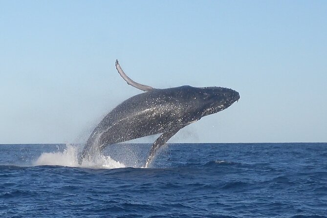 Noosa Whale Watching Cruise – Humpback Whale Adventure - Key points to know before you go