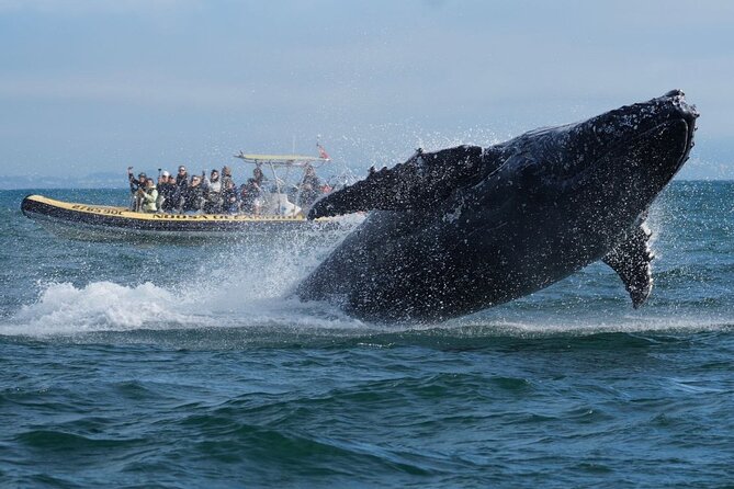 Noosa Whale Watching Cruise – Humpback Whale Adventure - Setting out from Noosa Marina