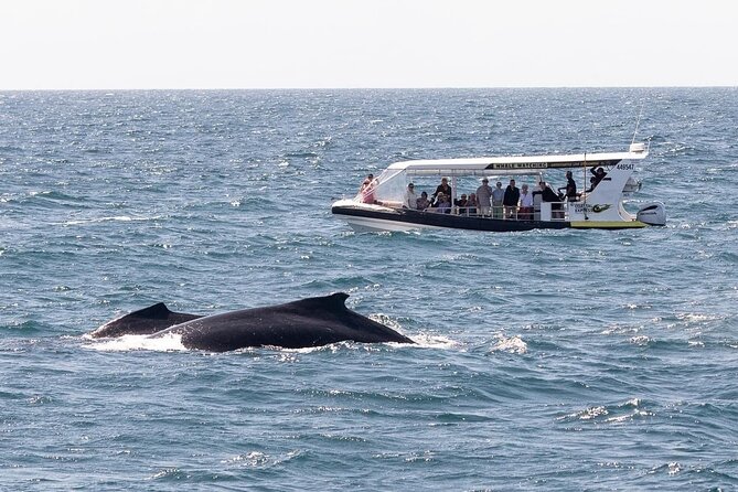 Noosa Whale Watching Cruise – Humpback Whale Adventure - Dolphins, turtles, rays, and other surprises