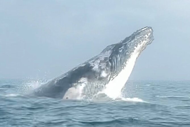 Noosa Whale Watching Cruise – Humpback Whale Adventure - What the two-hour timing feels like