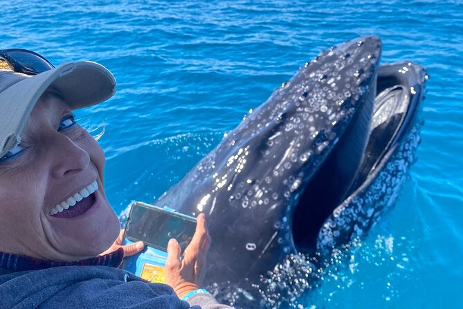 Noosa Whale Watching Cruise – Humpback Whale Adventure - Price and what you receive for $71.01