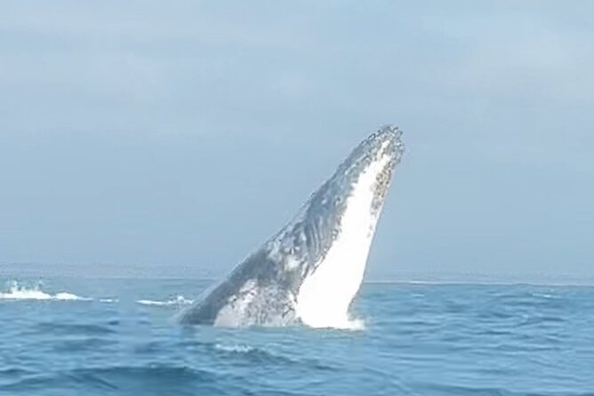 Noosa Whale Watching Cruise – Humpback Whale Adventure - Searching for humpback whales