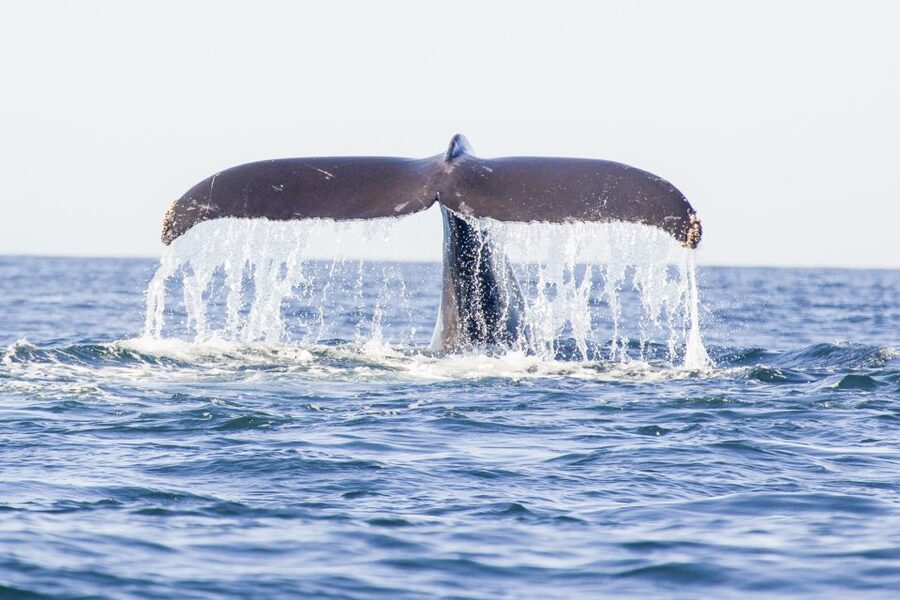Oahu: Waikiki Eco-Friendly Afternoon Whale Watching Trip - Checking in at Kewalo Basin Harbor