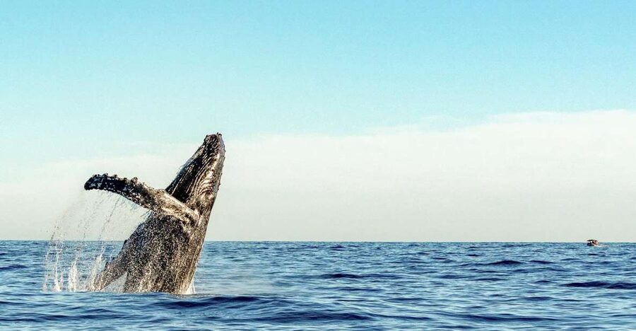 Oahu: Waikiki Eco-Friendly Afternoon Whale Watching Trip - The bar, music, and the mood on board