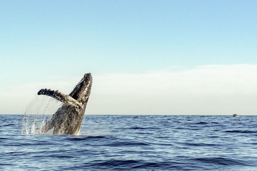 Oahu: Waikiki Eco-Friendly Afternoon Whale Watching Trip - Who should book this sail