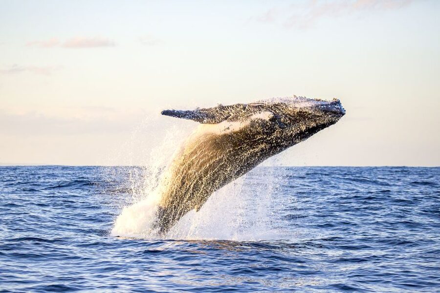 Oahu: Waikiki Eco-Friendly Morning Whale Watching Cruise - Starting at Kewalo Basin Harbor