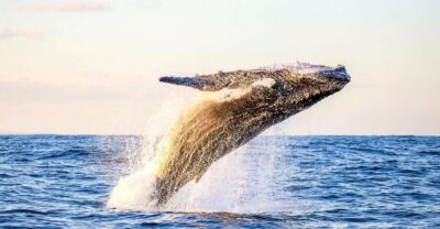 Waikiki Eco-Friendly Morning Whale Watching Cruise
