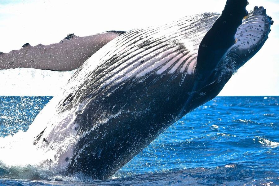 Oahu: Waikiki Eco-Friendly Morning Whale Watching Cruise - Who will enjoy this cruise most?