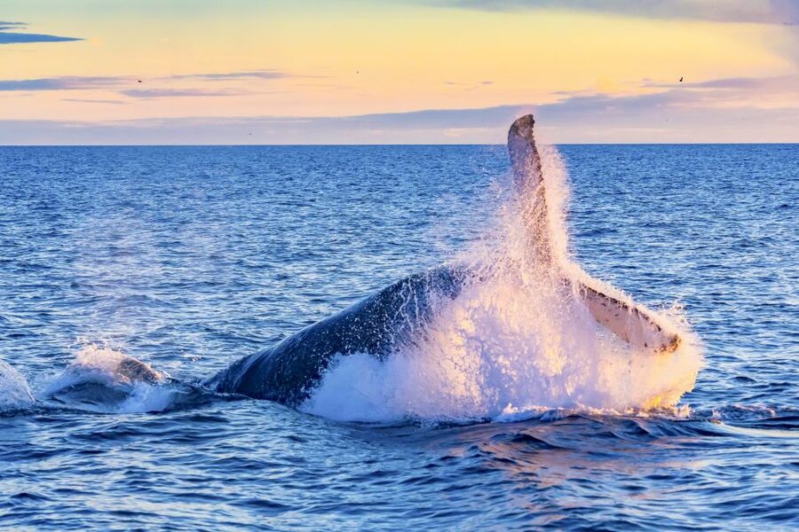 Oahu: Waikiki Eco-Friendly Morning Whale Watching Cruise - Booking details worth keeping in mind