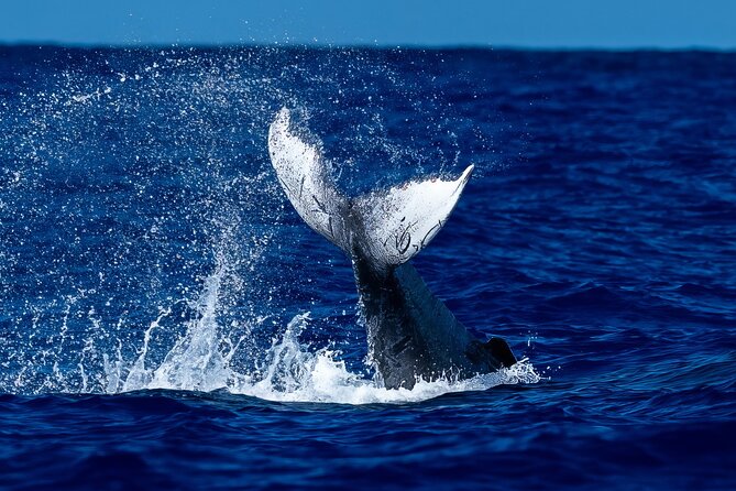 Oahu Whale Watch Tour & Waikiki Sunset Boat Tour - Key points at a glance