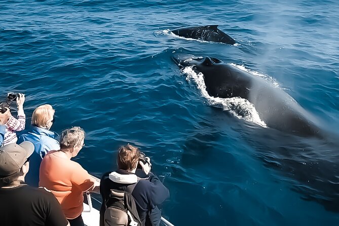 Oahu Whale Watch Tour & Waikiki Sunset Boat Tour - Choosing the morning cruise or sunset departure