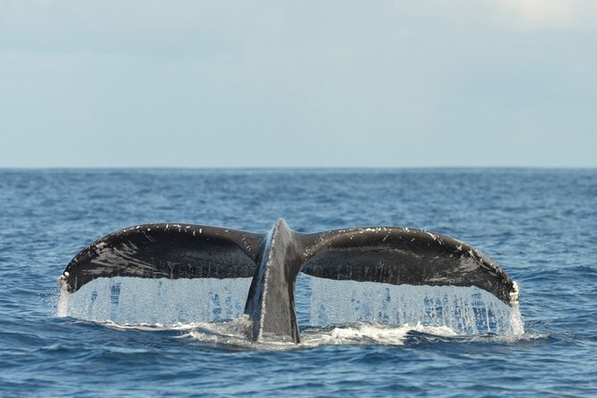 Oahu Whale Watch Tour & Waikiki Sunset Boat Tour - Waikiki from the water