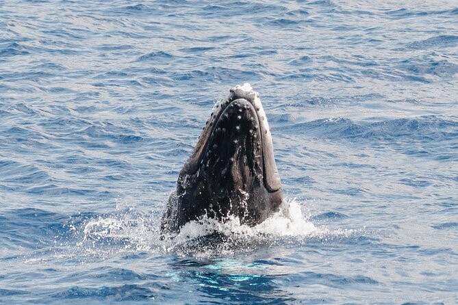 Oahu Whale Watch Tour & Waikiki Sunset Boat Tour - Drinks, food, and what to bring