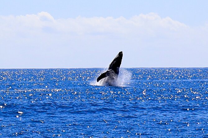 Oahu Whale Watch Tour & Waikiki Sunset Boat Tour - Is $80 a fair price?