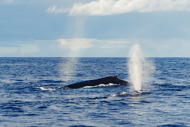 Oahu Whale Watch Tour & Waikiki Sunset Boat Tour - Weather, cancellations, and practical planning